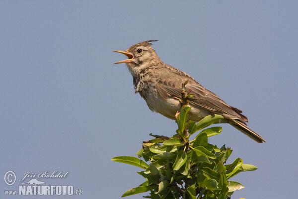 Crested Lark (Galerida cristata)