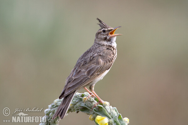 Crested Lark (Galerida cristata)