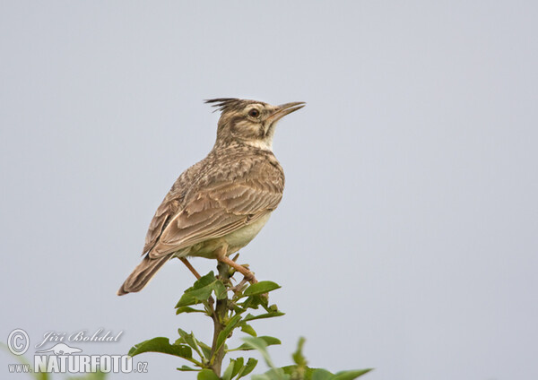 Crested Lark (Galerida cristata)