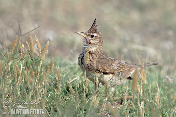 Crested Lark (Galerida cristata)