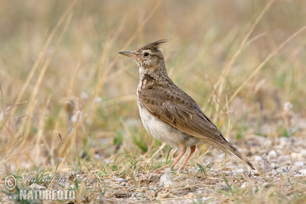 Crested Lark (Galerida cristata)