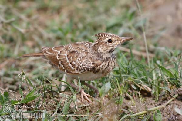 Crested Lark (Galerida cristata)