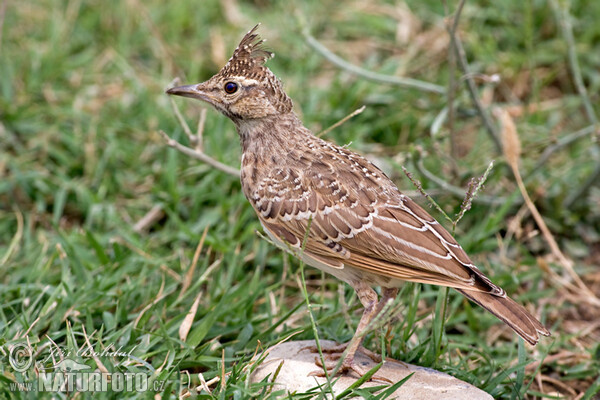 Crested Lark (Galerida cristata)