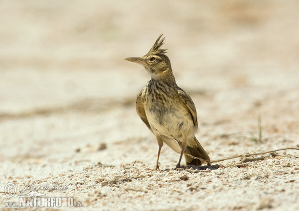 Crested Lark (Galerida cristata)