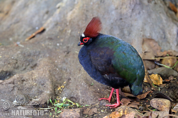 Crested Partridge (Rollulus rouloul)