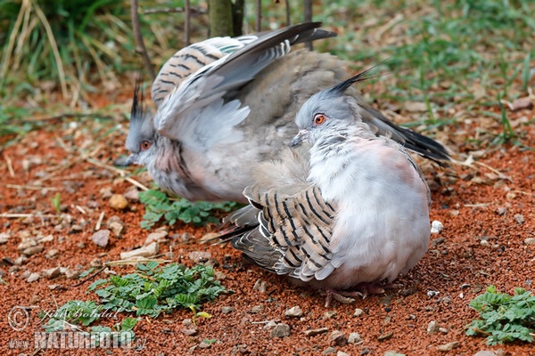 Crested pigeon (Ocyphaps lophotes)