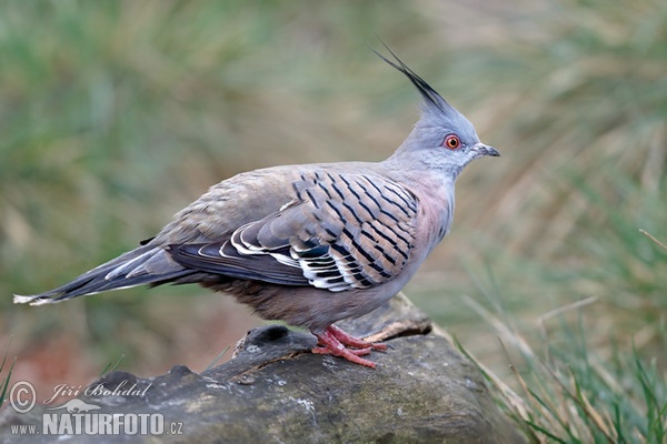 Crested pigeon (Ocyphaps lophotes)