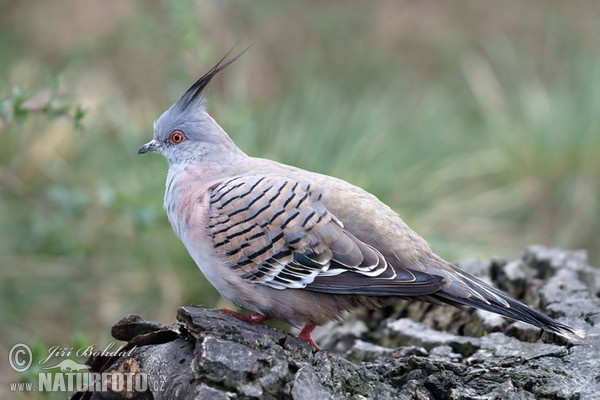 Crested pigeon (Ocyphaps lophotes)