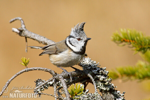 Crested Tit (Lophophanes cristatus)