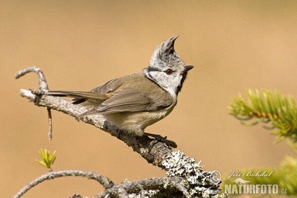 Crested Tit (Lophophanes cristatus)