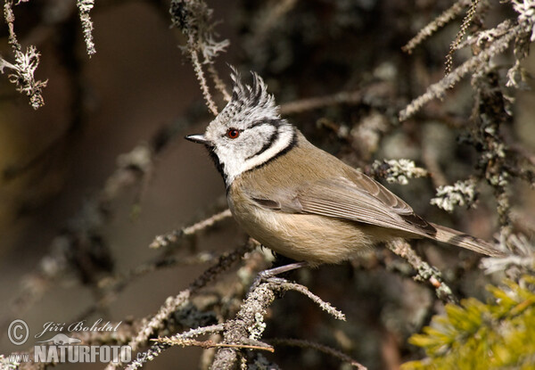 Crested Tit (Lophophanes cristatus)