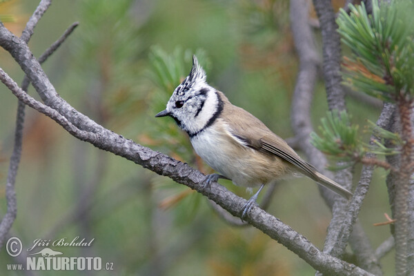 Crested Tit (Lophophanes cristatus)