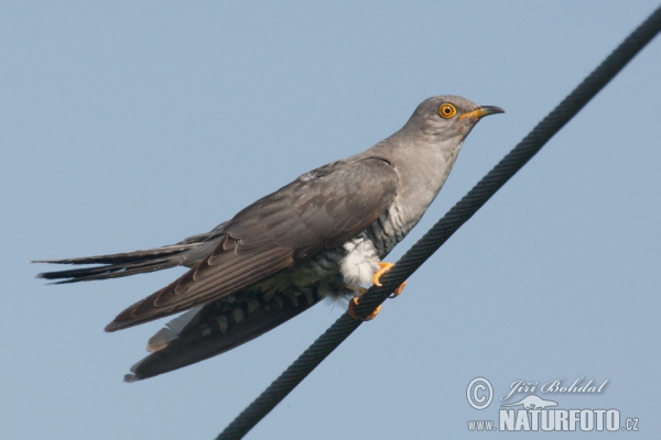 Cuckoo (Cuculus canorus)