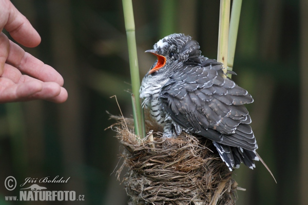 Cuckoo (Cuculus canorus)