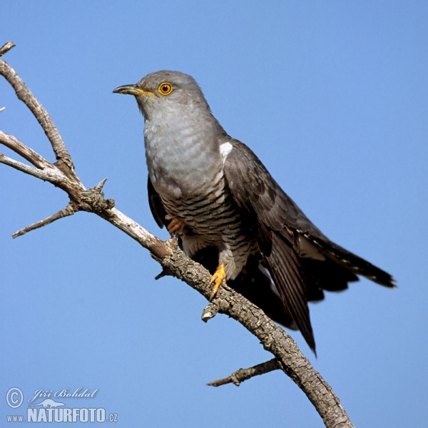 Cuckoo (Cuculus canorus)