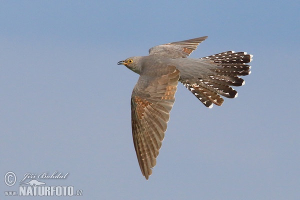 Cuckoo (Cuculus canorus)