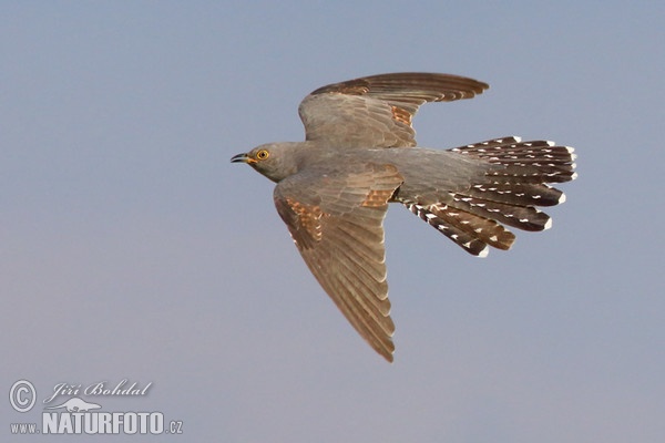 Cuckoo (Cuculus canorus)