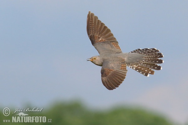 Cuckoo (Cuculus canorus)