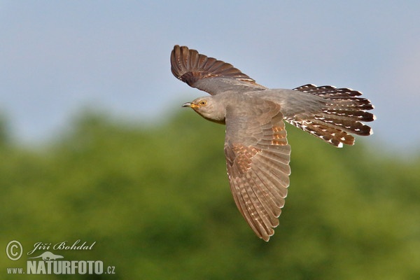 Cuckoo (Cuculus canorus)