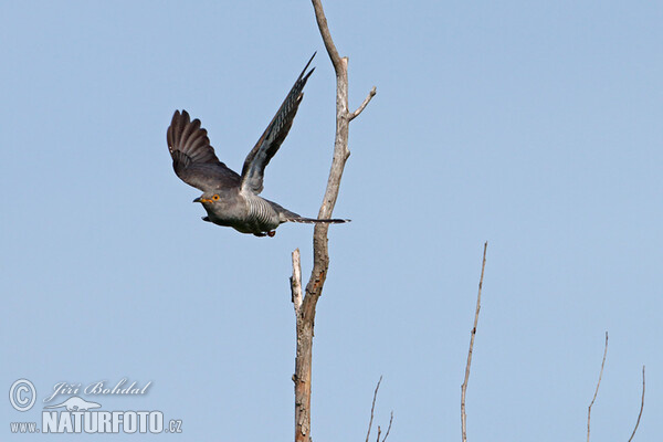 Cuckoo (Cuculus canorus)