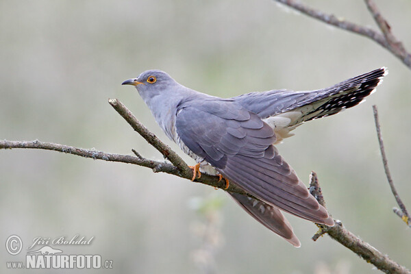 Cuckoo (Cuculus canorus)