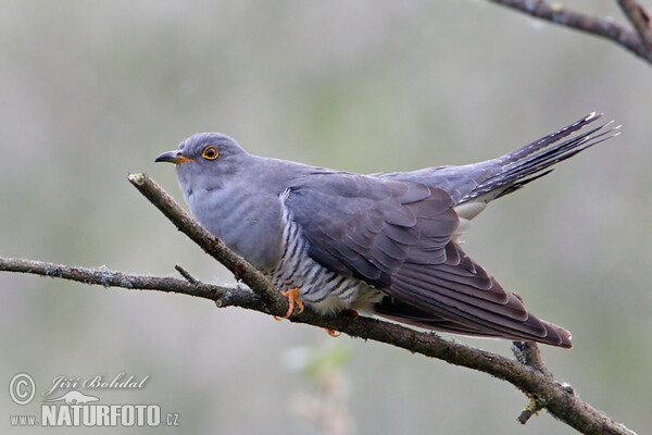 Cuckoo (Cuculus canorus)