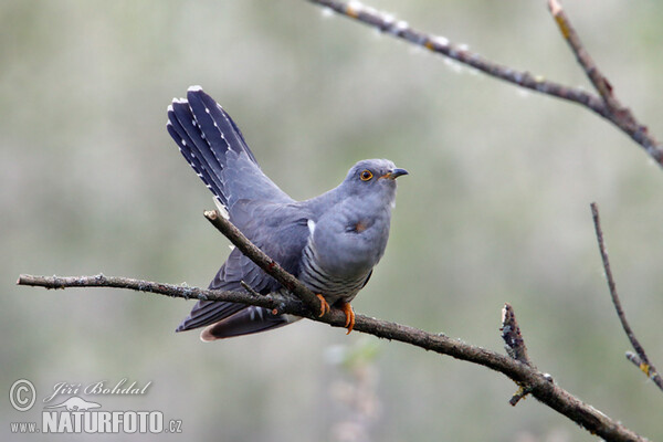 Cuckoo (Cuculus canorus)