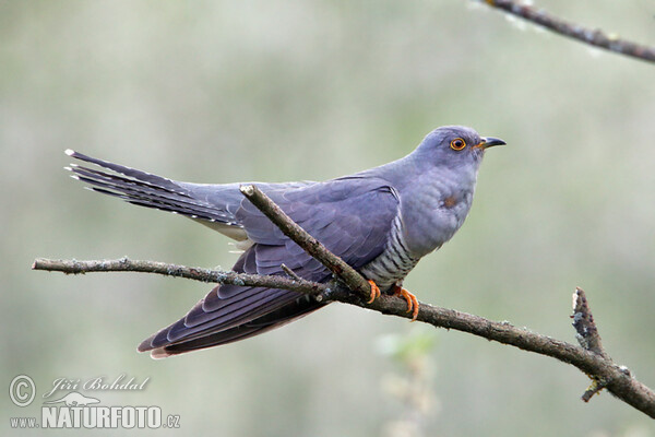 Cuckoo (Cuculus canorus)