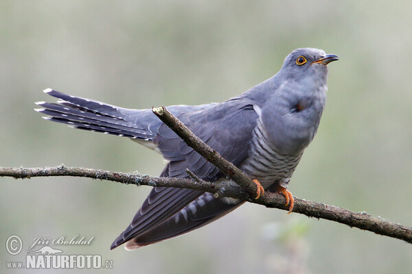 Cuckoo (Cuculus canorus)