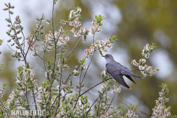 Cuckoo (Cuculus canorus)