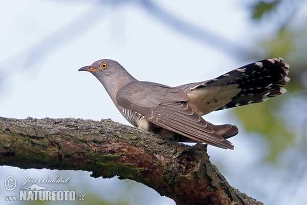 Cuckoo (Cuculus canorus)