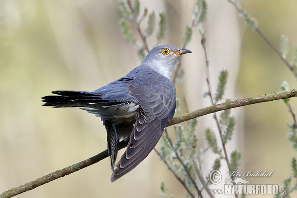 Cuckoo (Cuculus canorus)