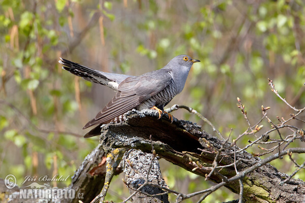 Cuckoo (Cuculus canorus)