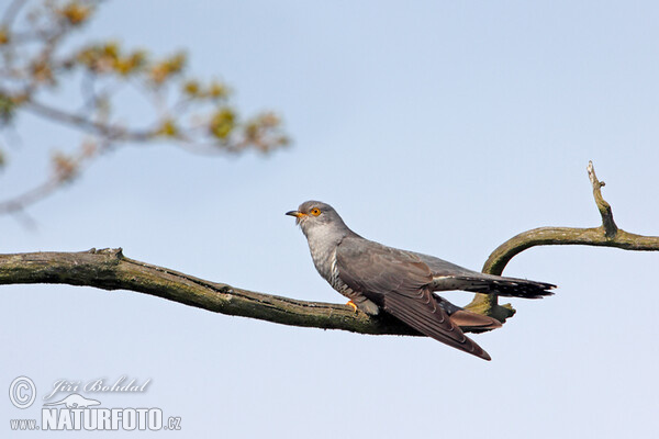 Cuckoo (Cuculus canorus)