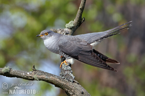 Cuckoo (Cuculus canorus)