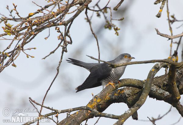 Cuckoo (Cuculus canorus)