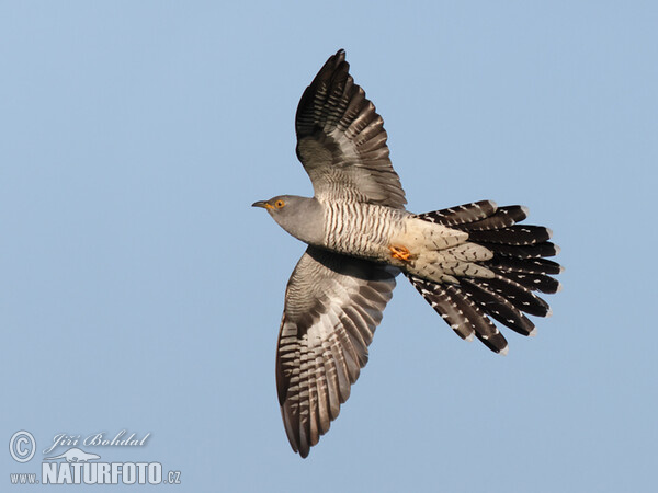 Cuckoo (Cuculus canorus)