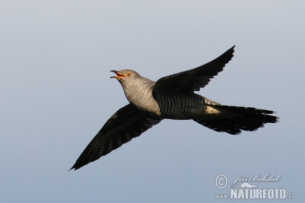 Cuckoo (Cuculus canorus)