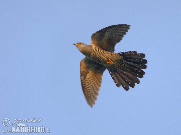 Cuckoo (Cuculus canorus)