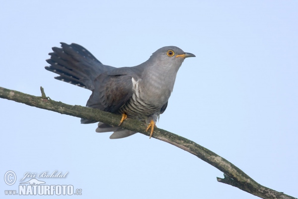 Cuckoo (Cuculus canorus)