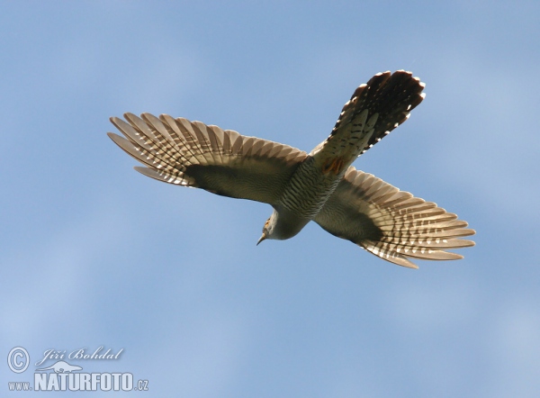 Cuckoo (Cuculus canorus)