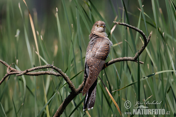 Cuckoo - female (Cuculus canorus)