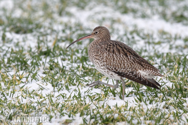 Curlew (Numenius arquata)