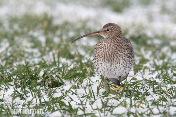 Curlew (Numenius arquata)