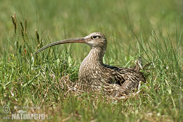 Curlew (Numenius arquata)