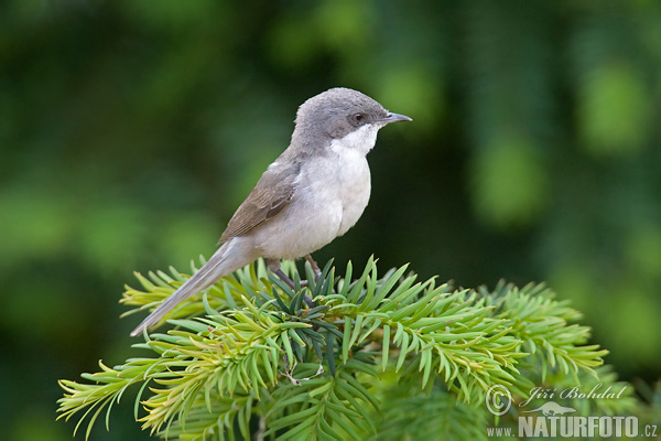 Curruca zarcerilla