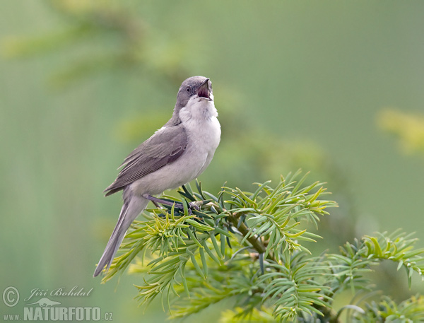 Curruca zarcerilla