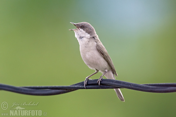 Curruca zarcerilla