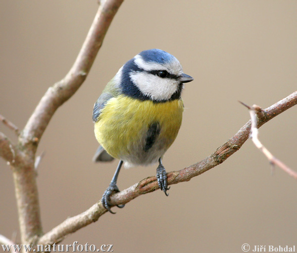 Cyanistes caeruleus