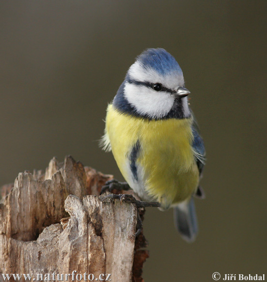 Cyanistes caeruleus